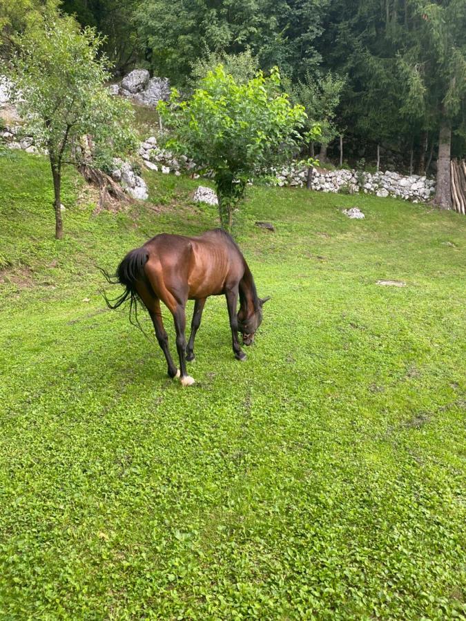 فيلا Posestvo Tmzek بوويتش المظهر الخارجي الصورة